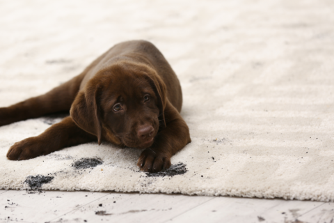 How to Maintain Your Carpet Between Professional Cleanings