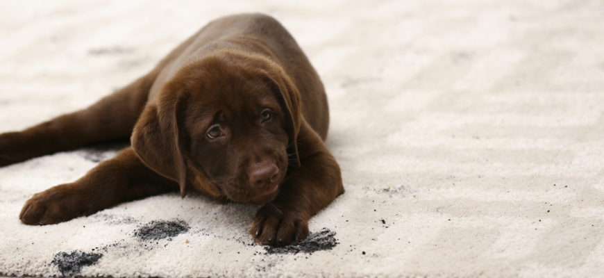 How to Maintain Your Carpet Between Professional Cleanings
