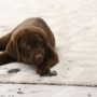 How to Maintain Your Carpet Between Professional Cleanings