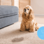 Ultimate Stain Removal Guide: Treating Common Stains Like a Pro
